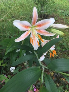 Lilly