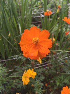 YellowCosmos