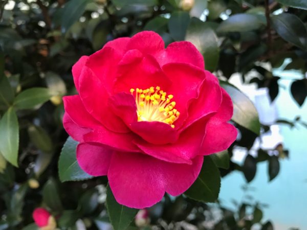 サザンカの花