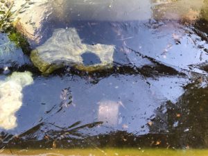 水槽に張った氷