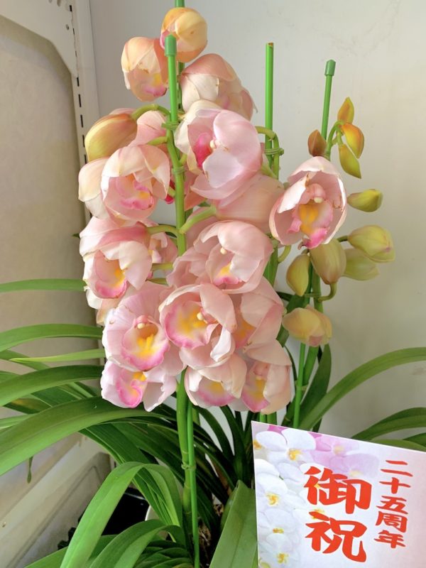 シンビジウム