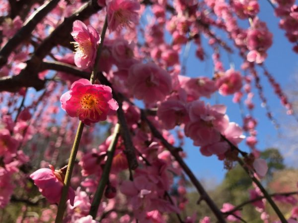 梅の花