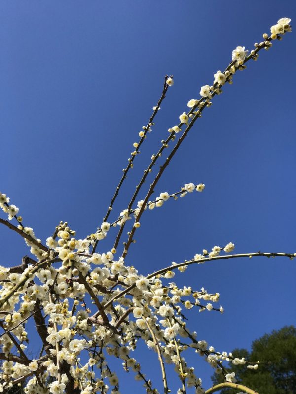 梅の花