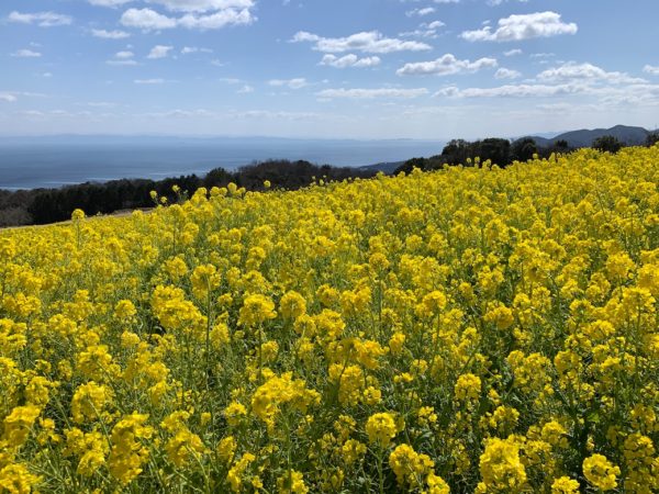菜の花畑