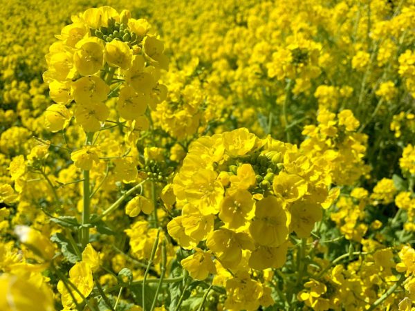 菜の花