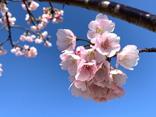 大寒桜