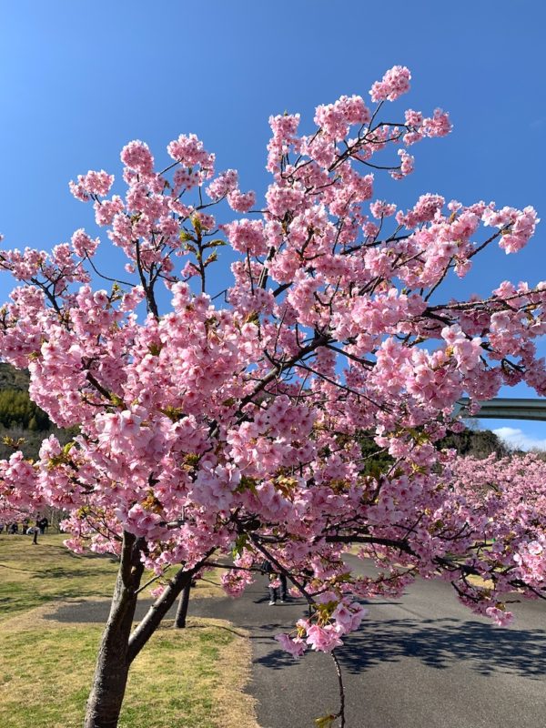 河津桜2