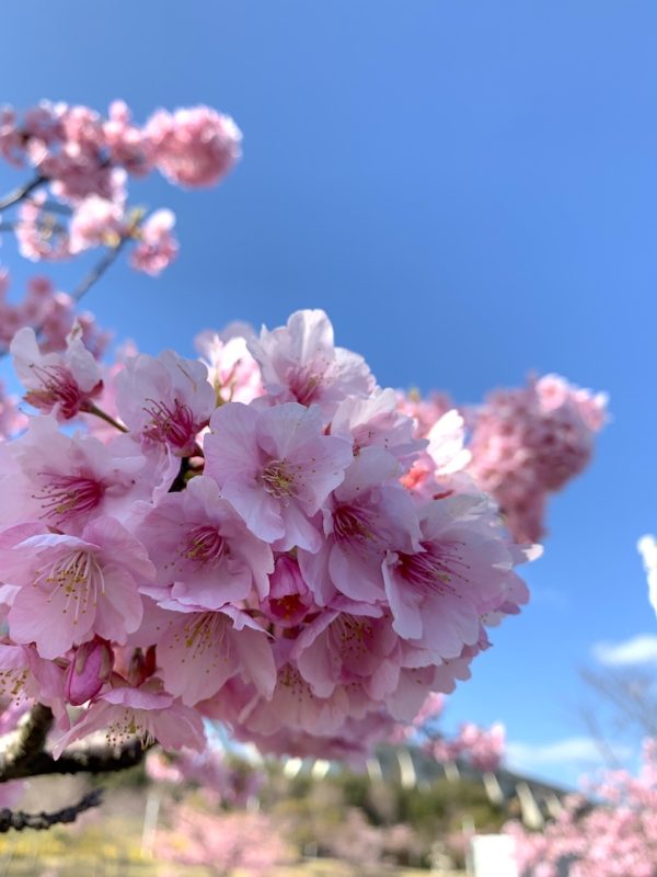 河津桜1