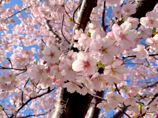大漁桜