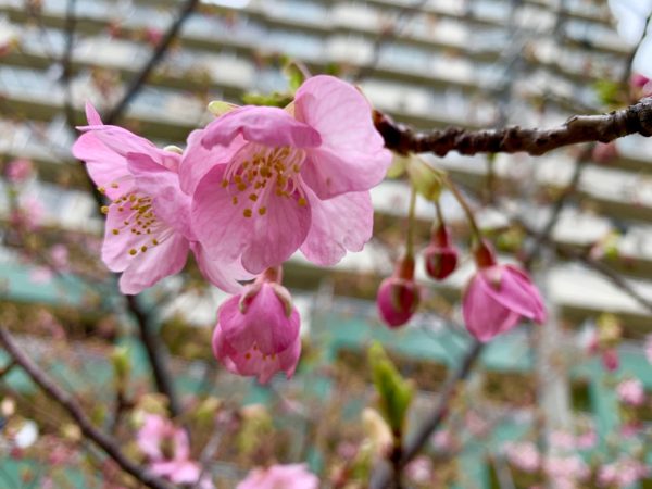 河津桜
