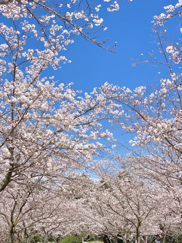 さくらの森公園1