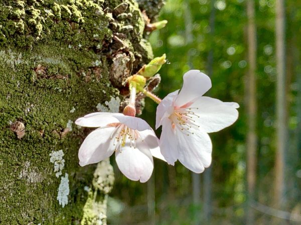 さくらの森公園2
