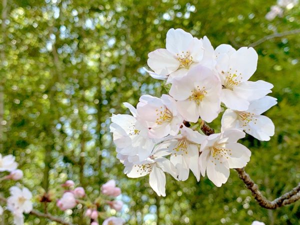さくらの森公園3
