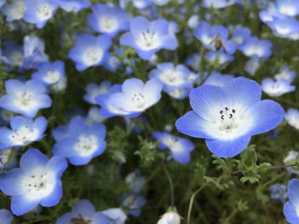 Nemophila