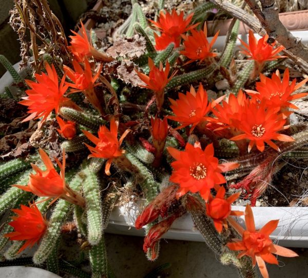 サボテンの花