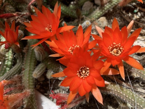 サボテンの花