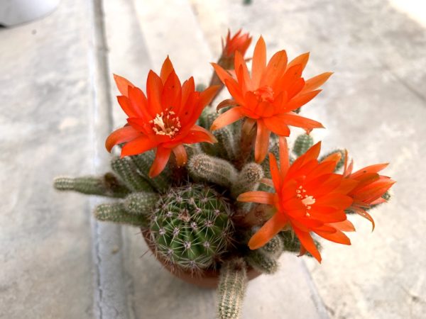 サボテンの花