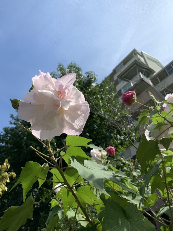 酔芙蓉