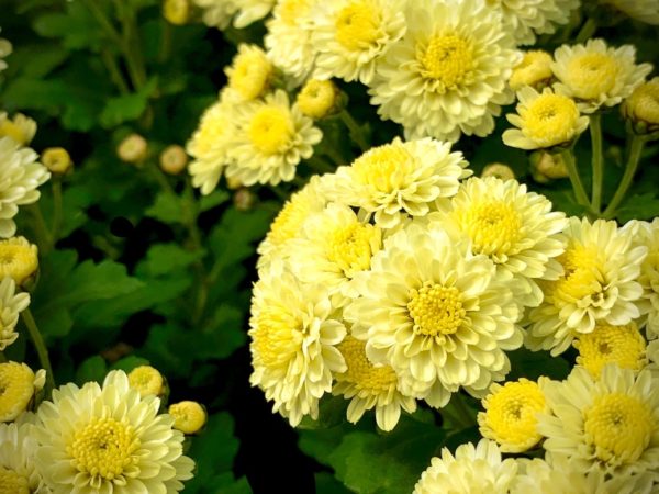 菊の花
