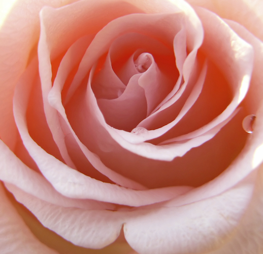 バラの花
