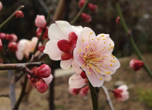 梅の花