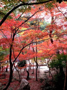 momiji2013