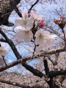 2014sakura01