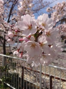 2014sakura02