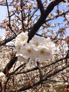 2014sakura03