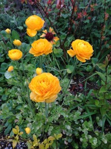 ranunculus