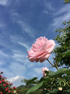 Rose2015051