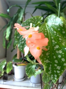 begonia