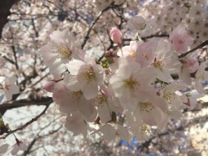 sakura201604a