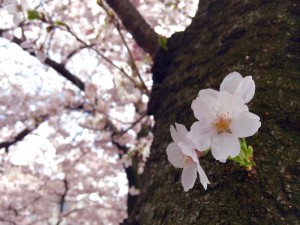 sakura201604d