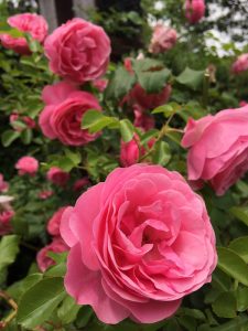 rose2016051