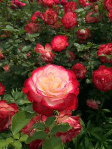 rose2016053