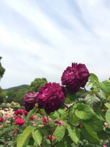 rose2016056
