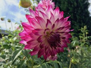 dahlia1610b