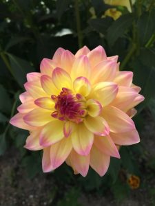 dahlia1610d