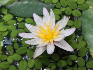 waterlily
