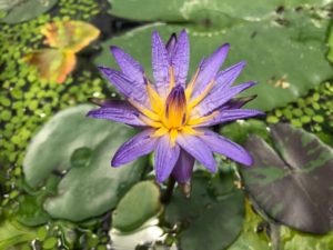 waterlily
