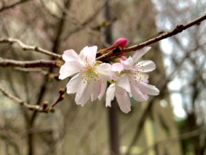十月桜