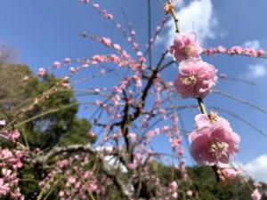 広田梅林の梅