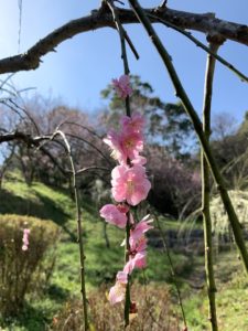 広田梅林の梅