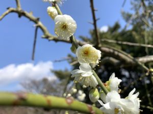 広田梅林の梅