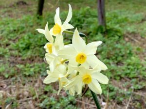 水仙の花