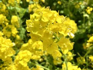 菜の花