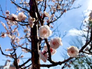 梅の花