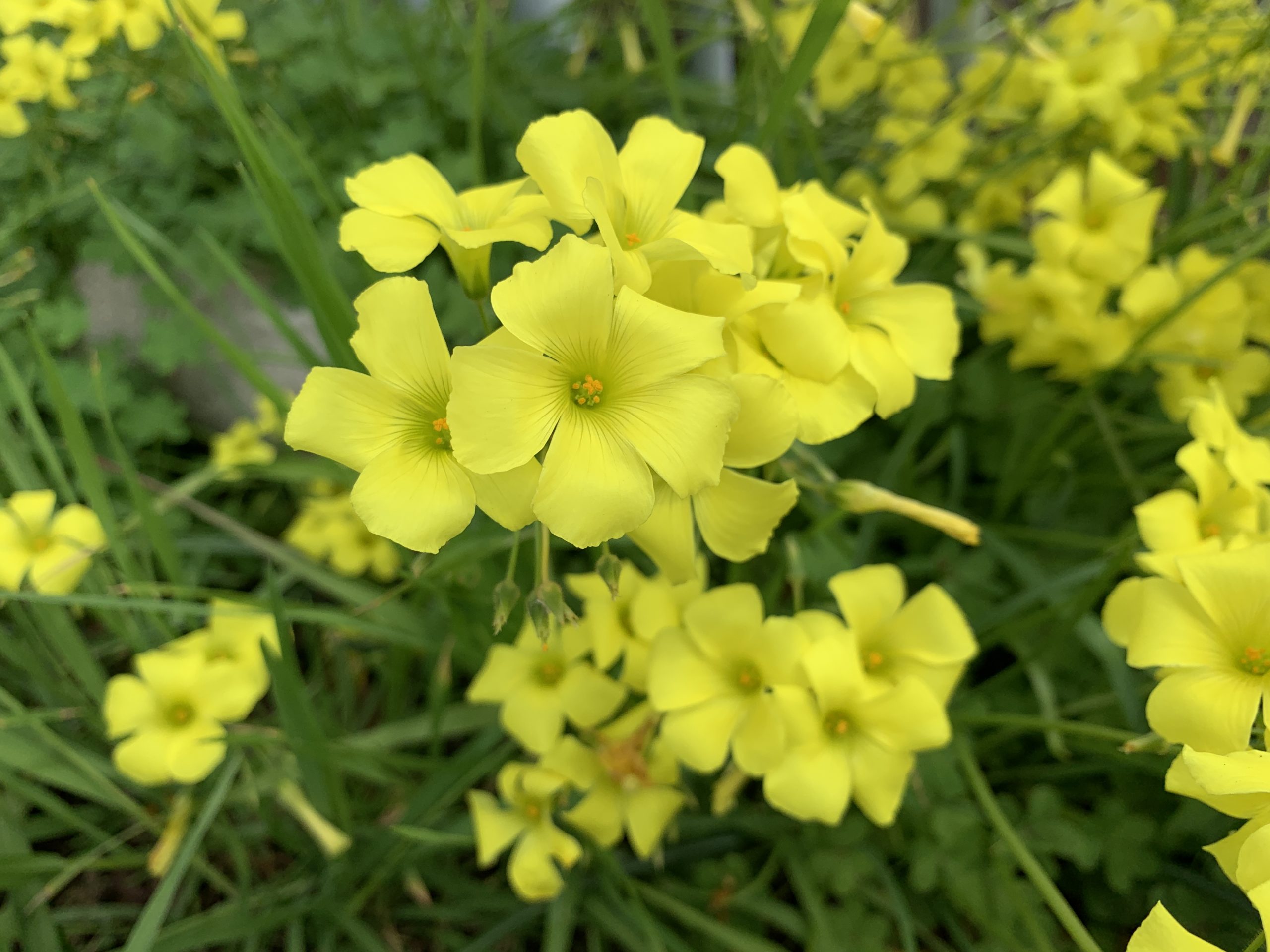 3 4月 みなけんブログ