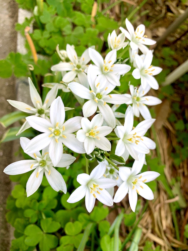 近所に咲く花 みなけんブログ